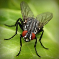 /album/fumigenycontrol/photolia-a01-jpg/