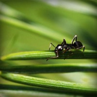 /album/fumigenycontrol/photolia-a05-jpg/