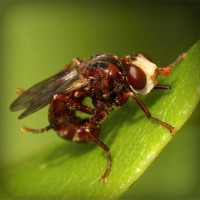 /album/fumigenycontrol/photolia-a06-jpg/
