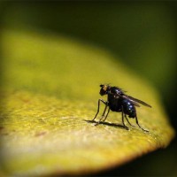 /album/fumigenycontrol/photolia-a07-jpg/