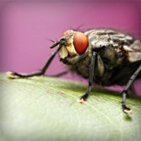 /album/fumigenycontrol/photolia-a08-jpg/